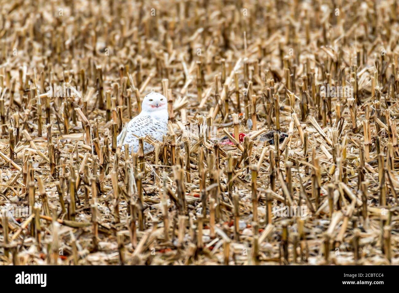 Schneeeule im Hinterland Stockfoto