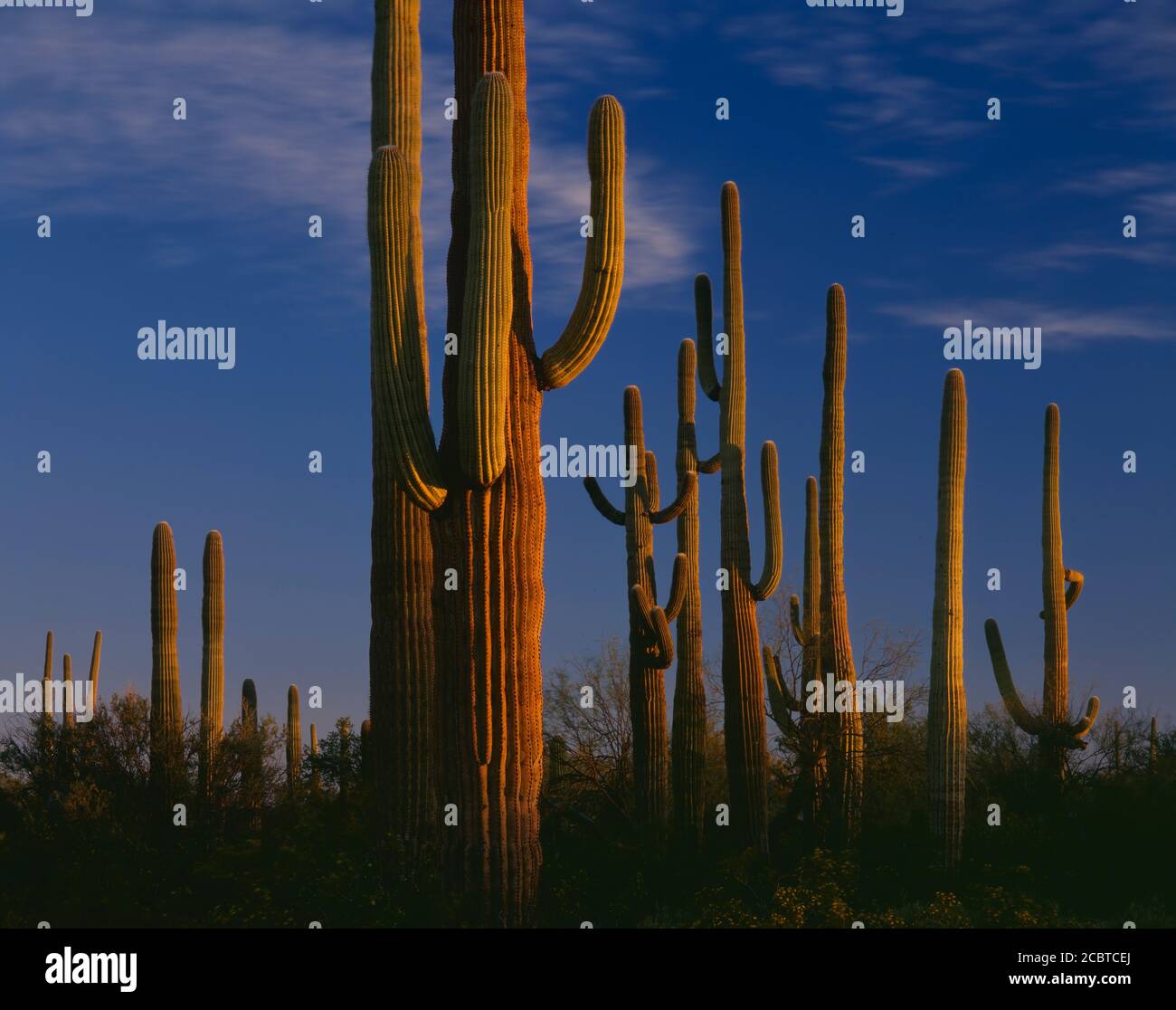 Organpipe Cactus Nat'l Monument, AZ / MÄRZ EIN Stand der Saguaro Kakteen röten im ersten Licht des Tages in der Nähe des Senita Beckens. Stockfoto