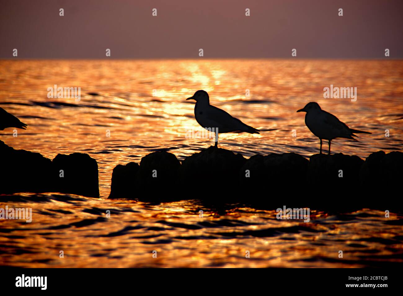 Silhouetten von Möwen auf dem Wellenbrecher. Wilde Vögel am Meer bei Sonnenuntergang. Feuriges rotes Meer im Hintergrund. Stockfoto