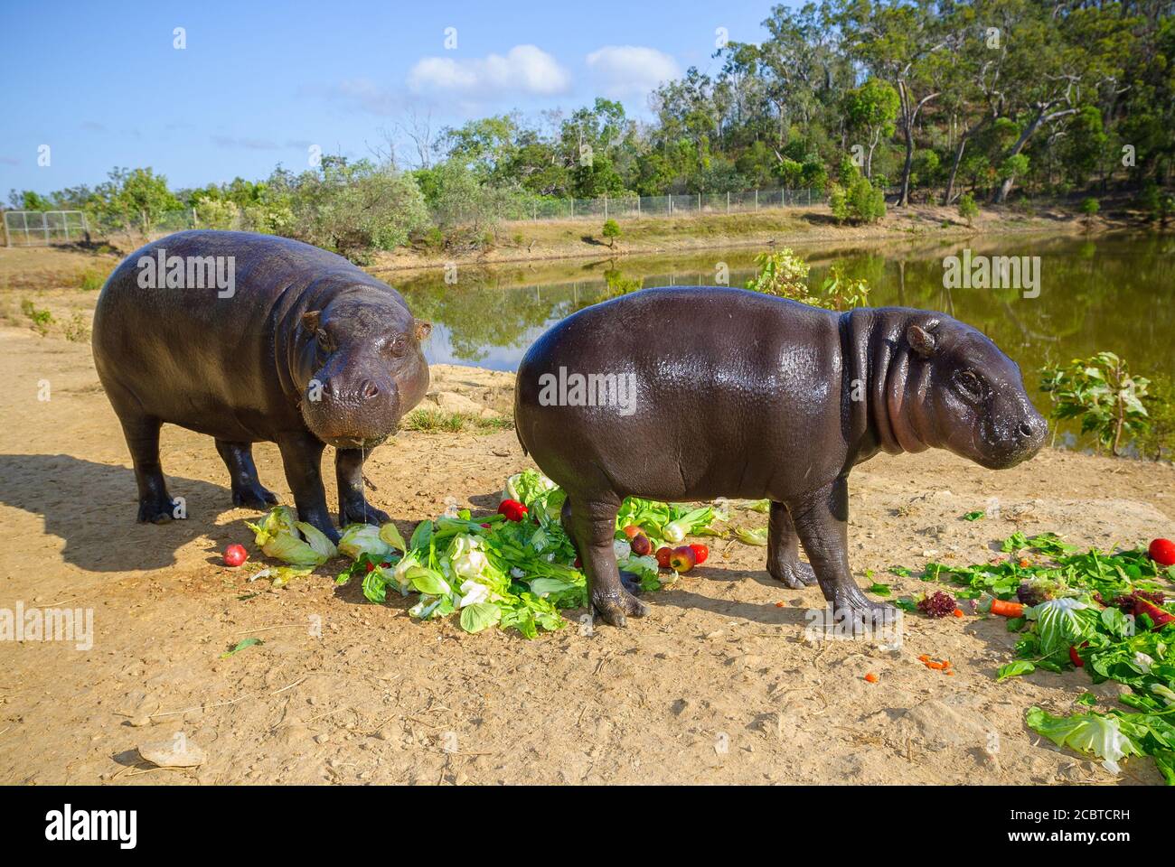 Männliche Zwergflusspferde füttern neben dem Nilpferd-Gehege im inaktiven Cairns Wildlife Safari Reserve in Far North Queensland, Australien. Stockfoto