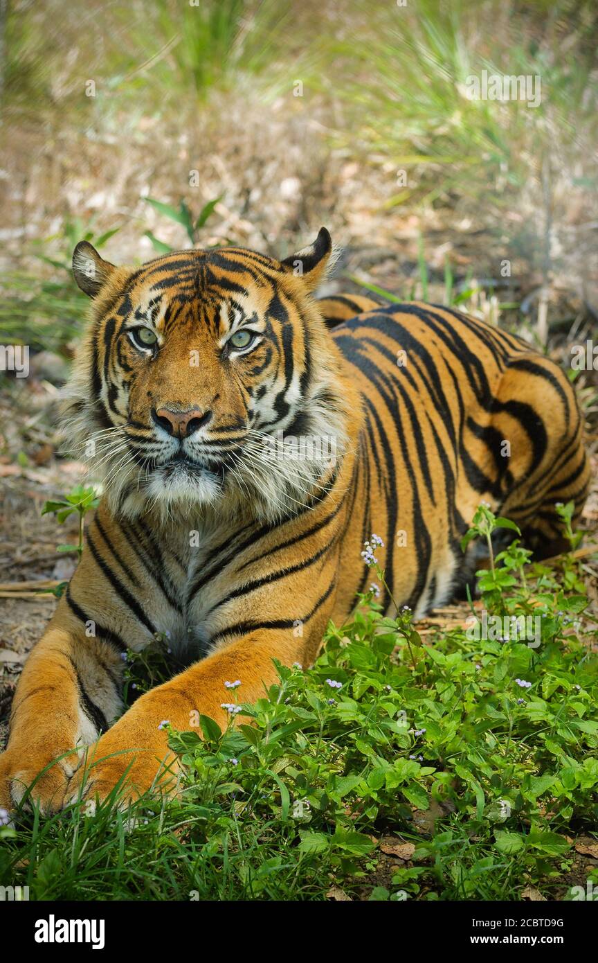 Männlicher Sumatratiger (Panthera tigris sumatrae), der sich entspannt im grasbewachsenen Gehege eines Zuchtschutzparks in Queensland, Australien, auflegt. Stockfoto
