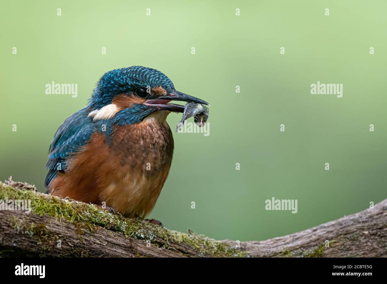 Eisvogel mit Stickleback Stockfoto