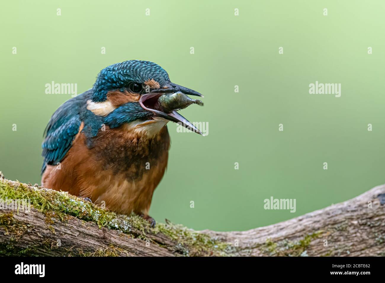 Eisvogel mit Stickleback Stockfoto