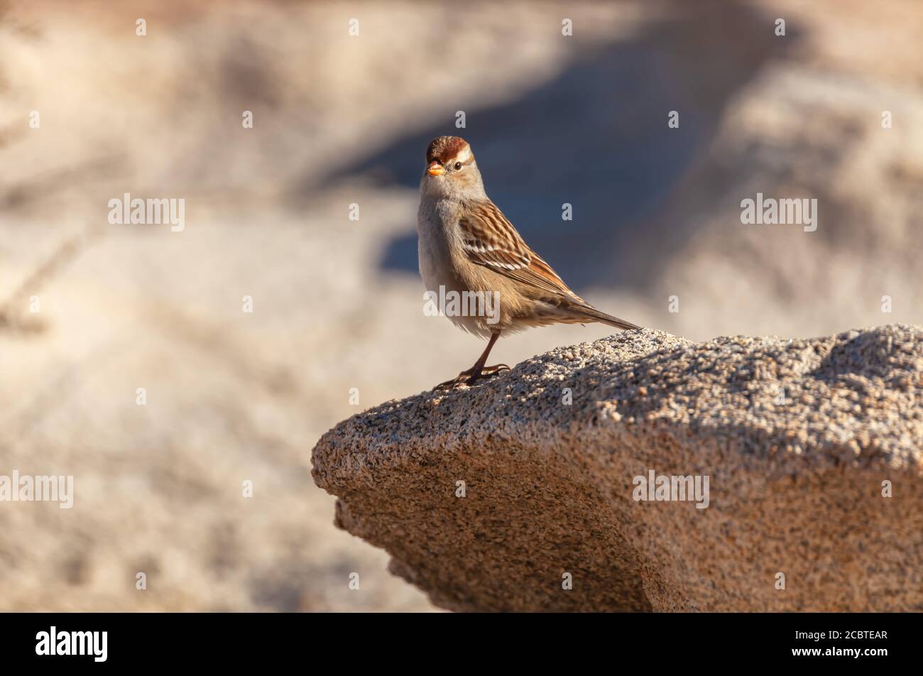 Chipping Sparrow Spizella passerina liegt auf einem Felsen, Joshua Tree National Park, Kalifornien, Vereinigte Staaten. Stockfoto