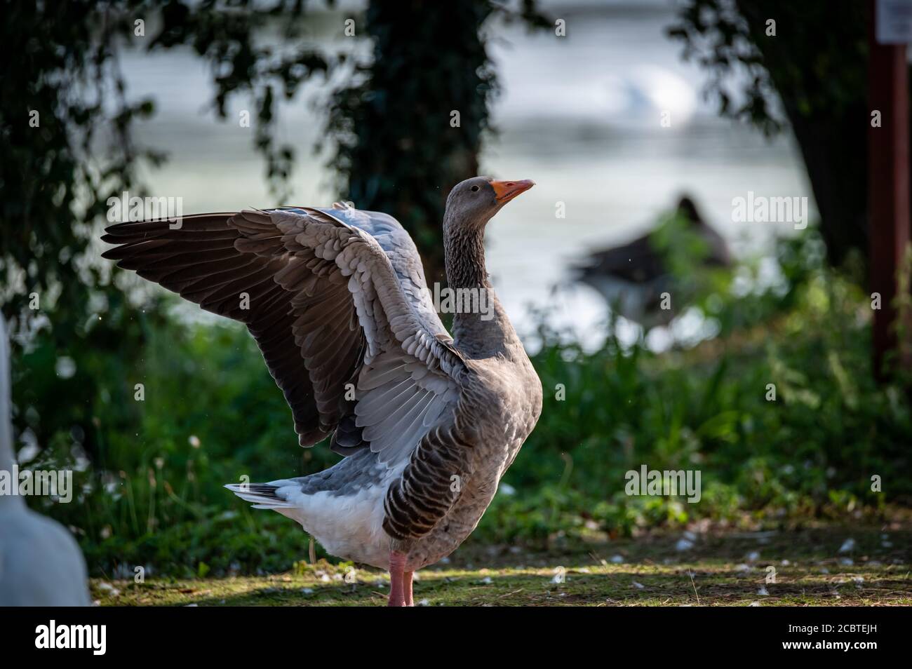 Graugans auf grüner Wiese Stockfoto