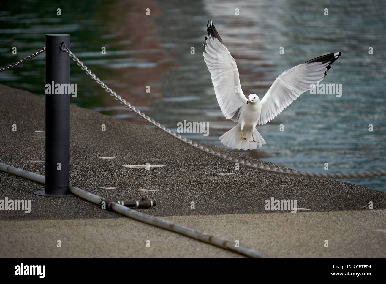 Möwen am Seeufer beobachten Stockfoto