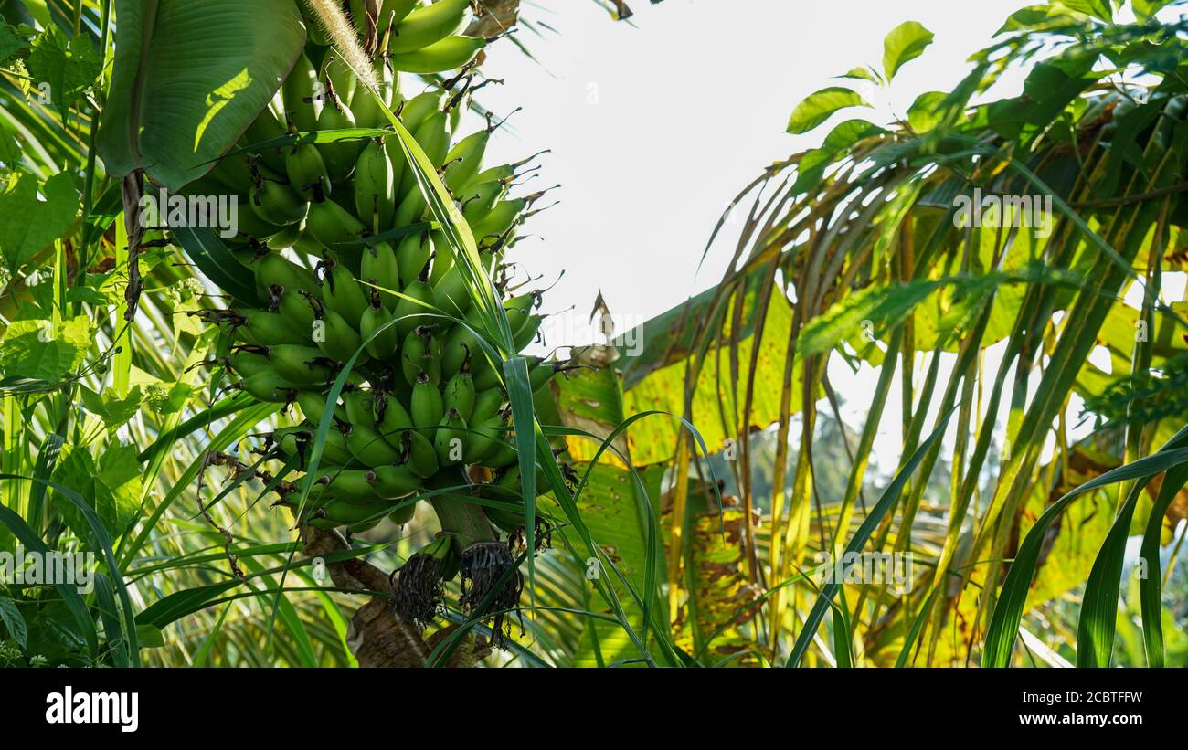 Nahaufnahme einer fruchtenden Banane Stockfoto