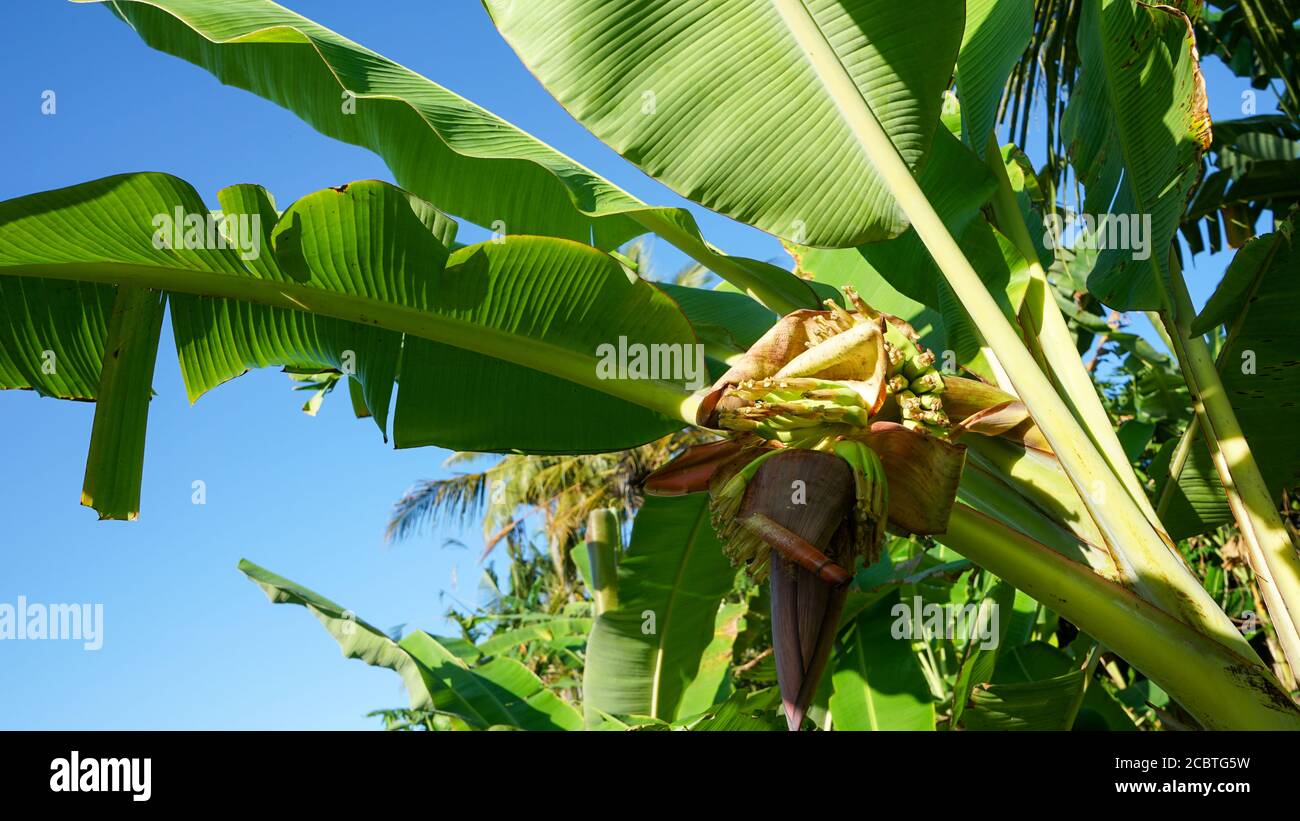 Nahaufnahme einer fruchtenden Banane Stockfoto