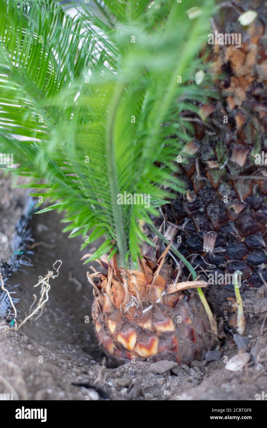 Cycas revoluta Pflanzen für den Ersatz entfernt Stockfoto