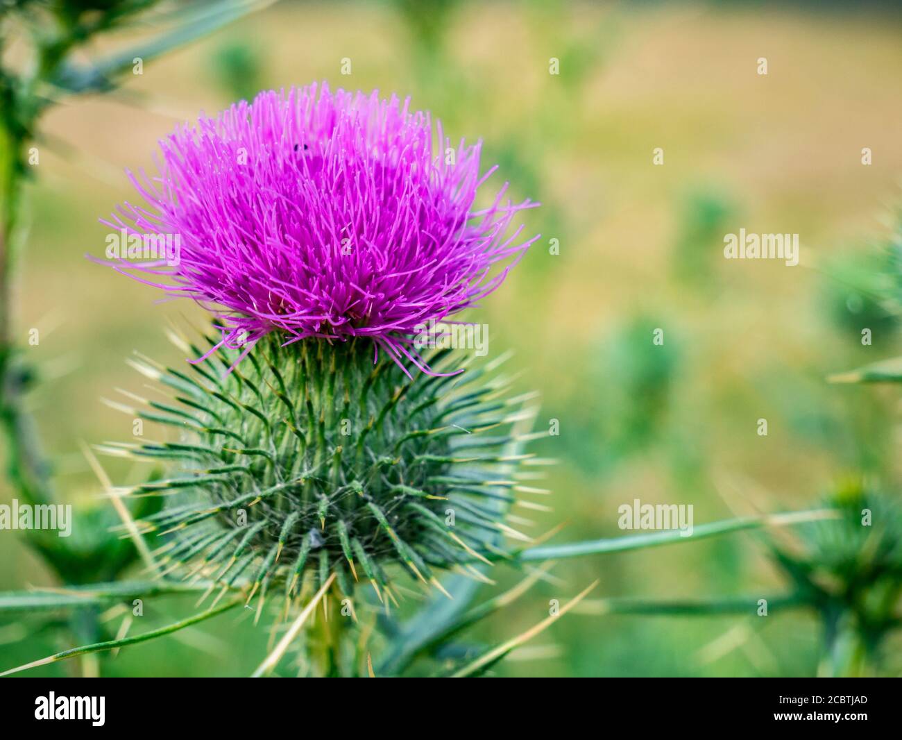Nahaufnahme der purpurnen stacheligen Distelblüte (Carduus Acanthoide) Stockfoto