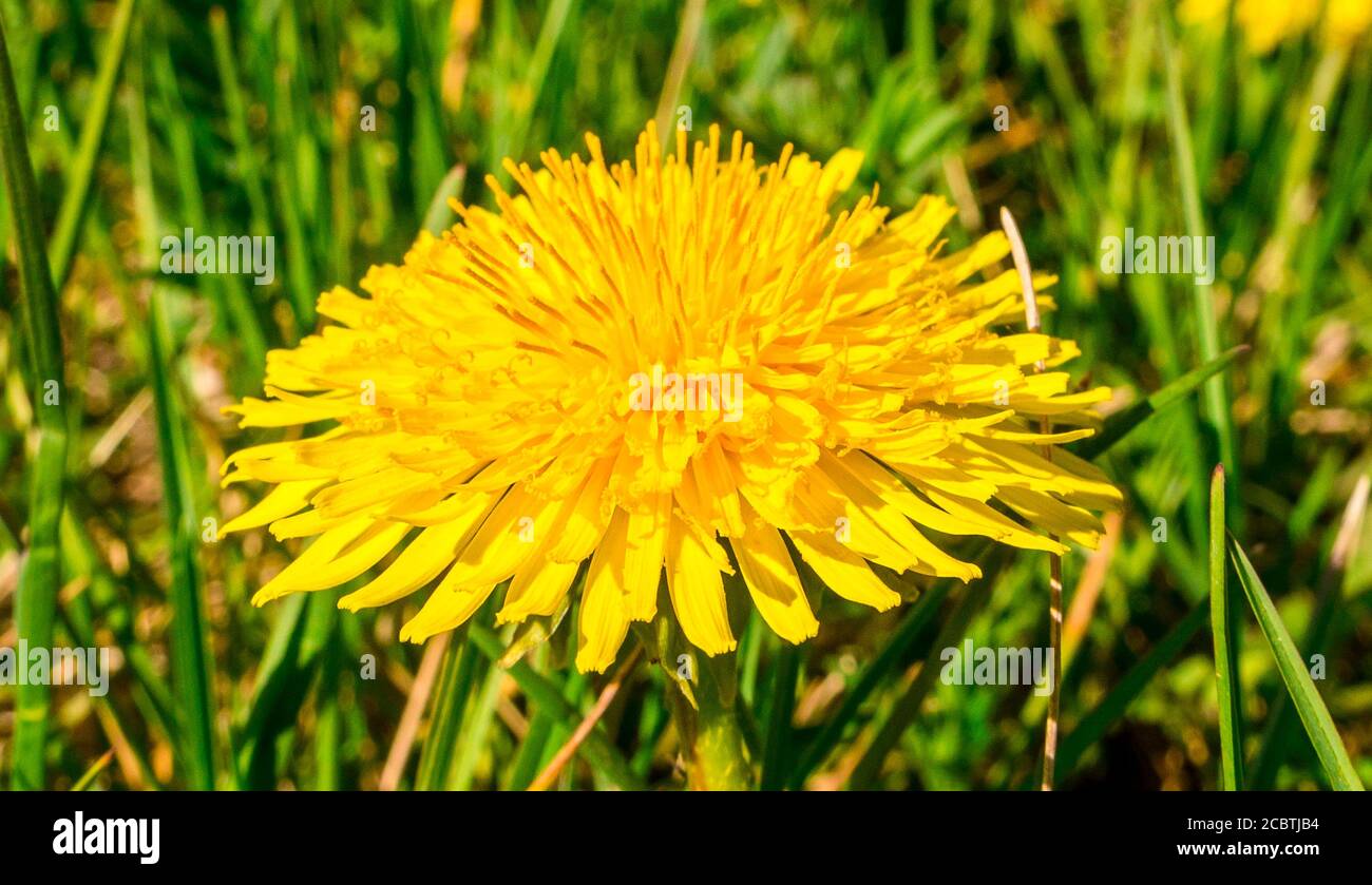 Makrofoto von blühendem Löwenzahn (Taraxacum officinale) im Gras Stockfoto