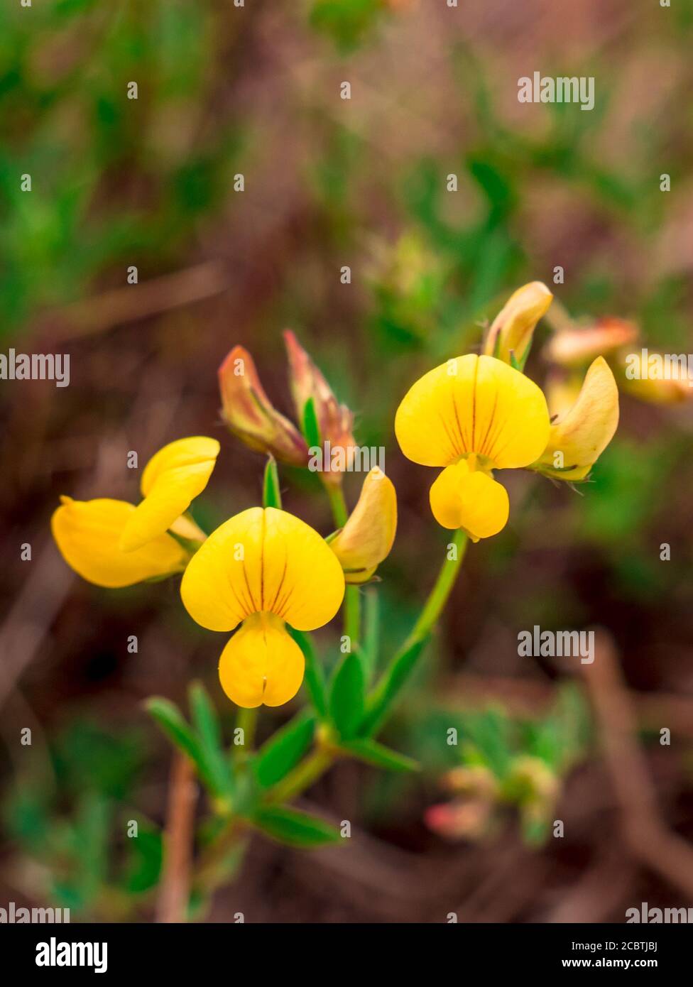 Vogelfußtrefoil (Lotus corniculatus) - Nahaufnahme der Blumen Stockfoto