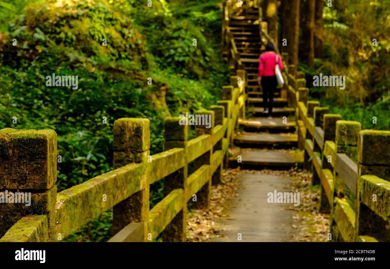Frau in Rot, die einen moosigen Treppenweg hinaufgeht Ein Wald Stockfoto