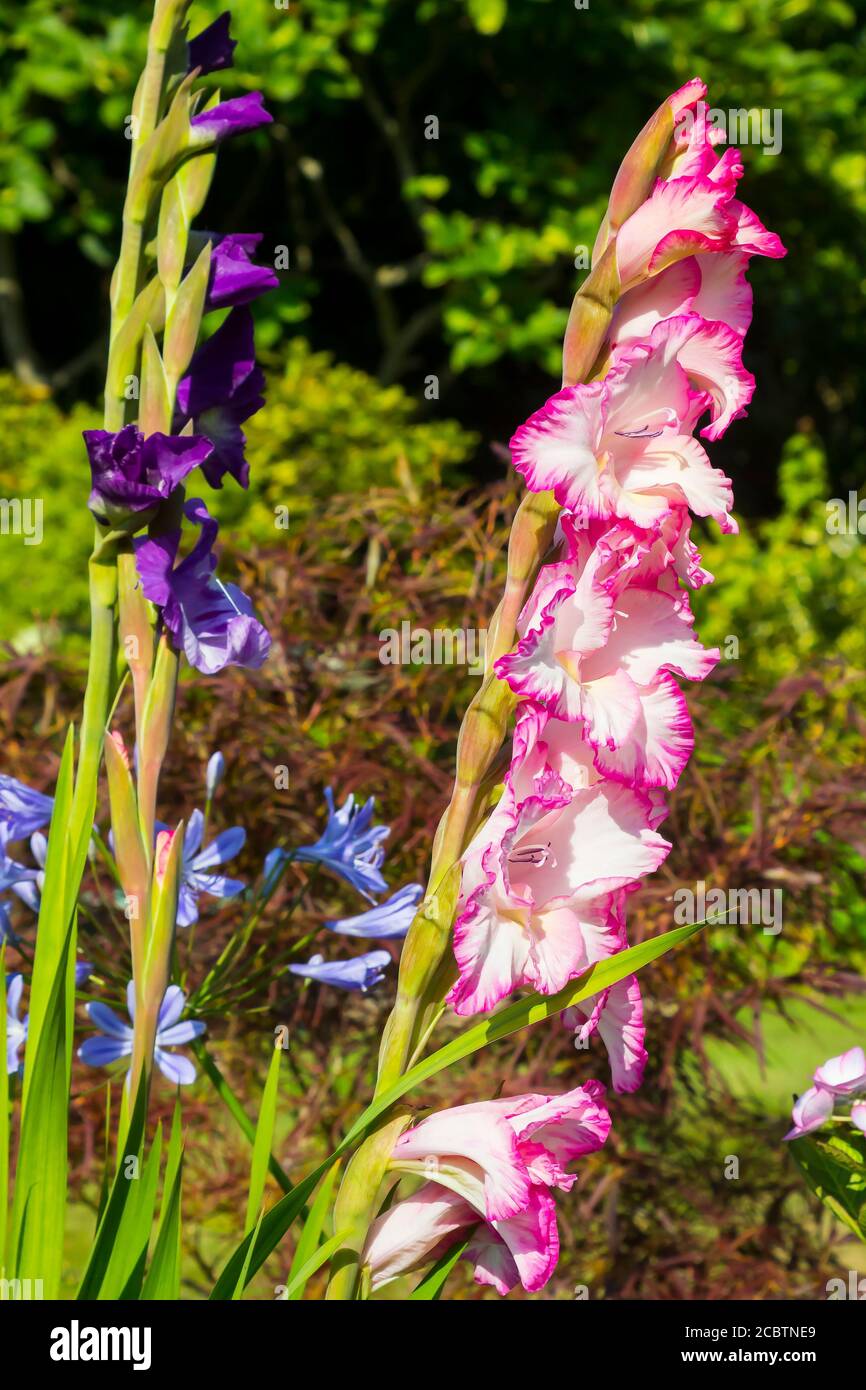 14. August 2020. Majestätische langstielige Gladioli Blumen in voller Blüte in einem privaten Garten in Bangor Grafschaft in Nordirland auf einem schönen sonnigen d Stockfotografie