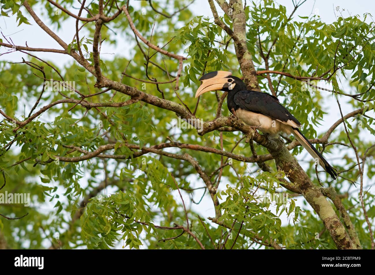 Malabar Pied-hornbill - Anthracoceros coronatus, großer Hornbill aus dem indischen Subkontinent, Sri Lanka. Stockfoto