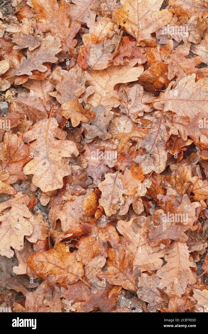 Hintergrund von trockenen frühen Herbstblättern Stockfoto