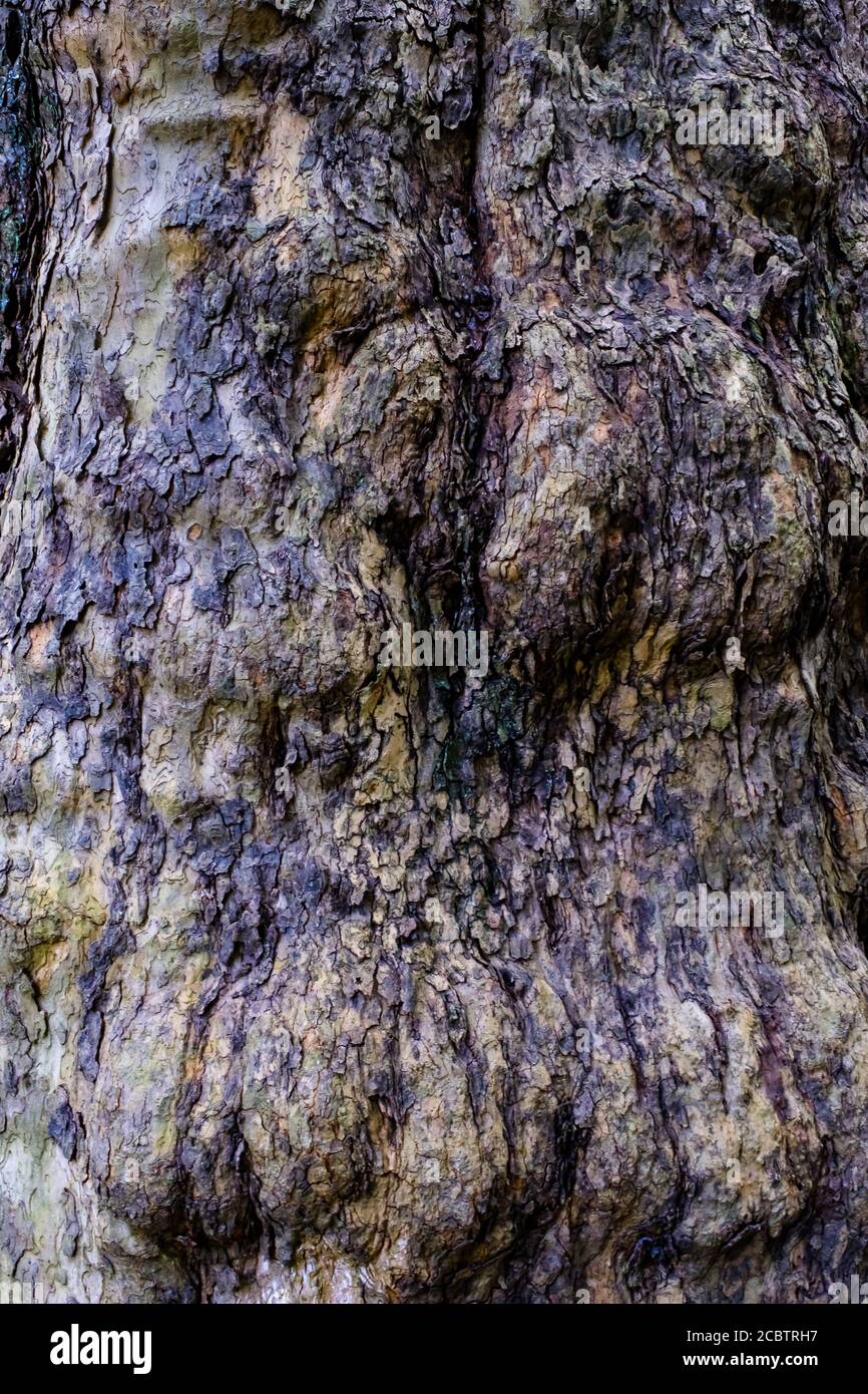 Rinde des Baumes Stockfoto