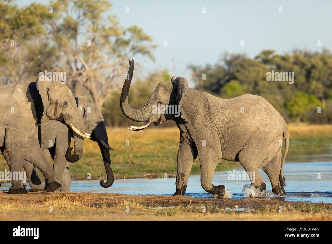 Elefanten trinken stehen am Wasserrand in warmem, gelbem Sonnenlicht In Khwai Okavango Delta Botswana Stockfoto