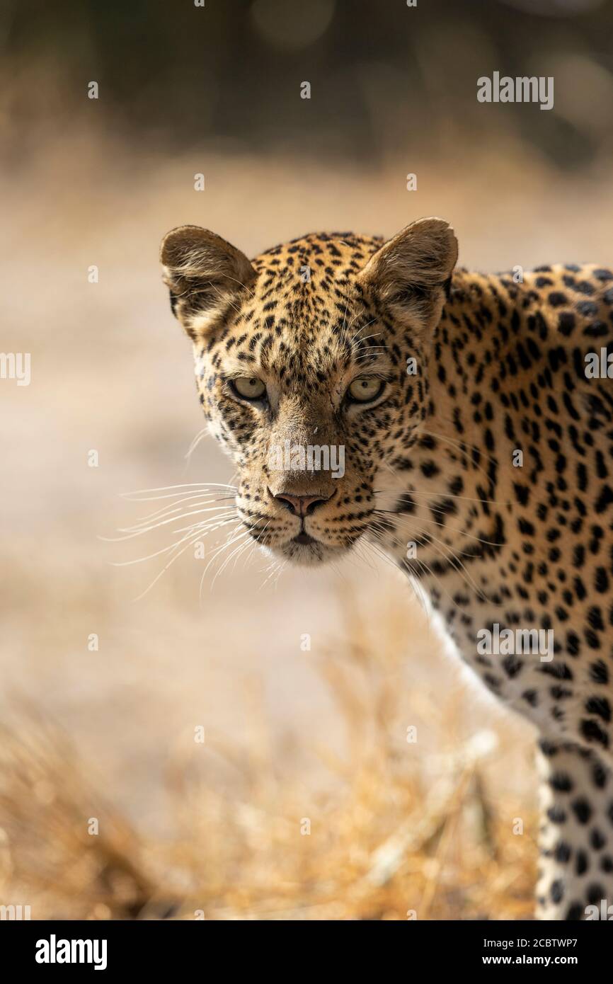 Nahaufnahme des Leopardenkopfes, der aufmerksam direkt auf die Kamera schaut In Khwai Okavango Delta Botswana Stockfoto