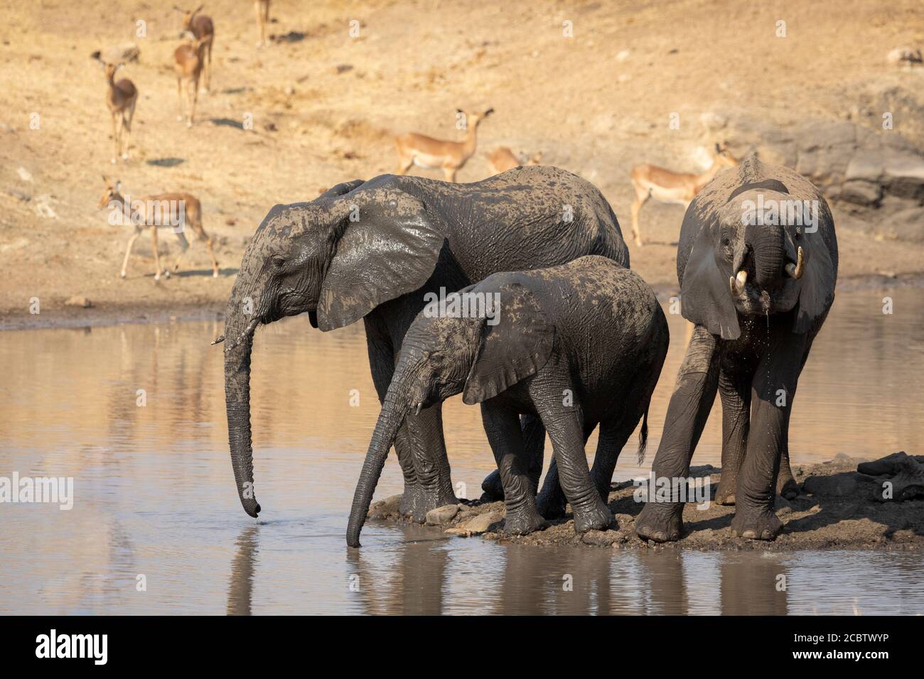 Drei junge Elefanten trinken mit Impala Herde im Hintergrund Im Kruger Park Südafrika Stockfoto