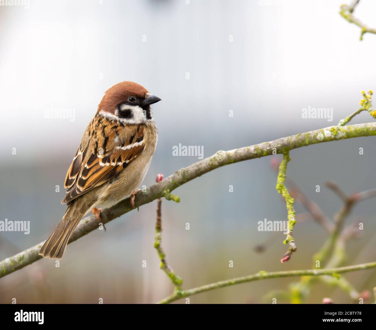 Nahaufnahme eines Spatzen Vogel sitzt auf der Brache eines Baumes Stockfoto