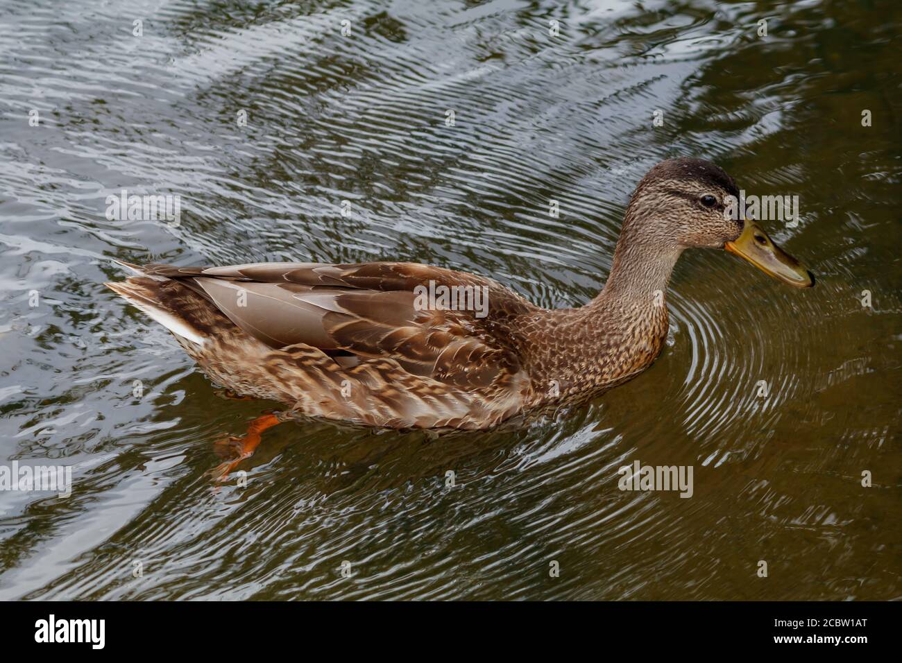 Naturschutzgebiet Backwell Lake Stockfoto