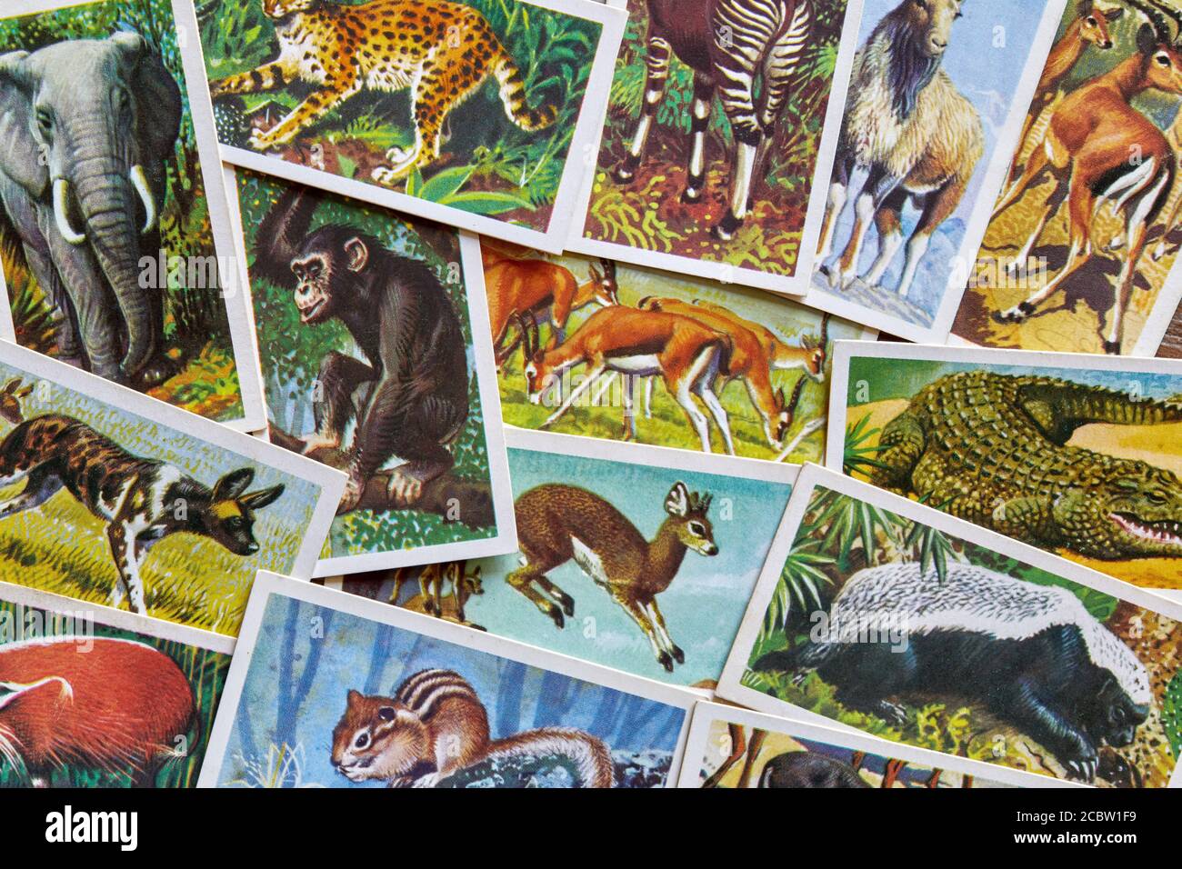 African Wildlife Brooke Bond Teekarte Set aus dem Jahr 1961. Stockfoto