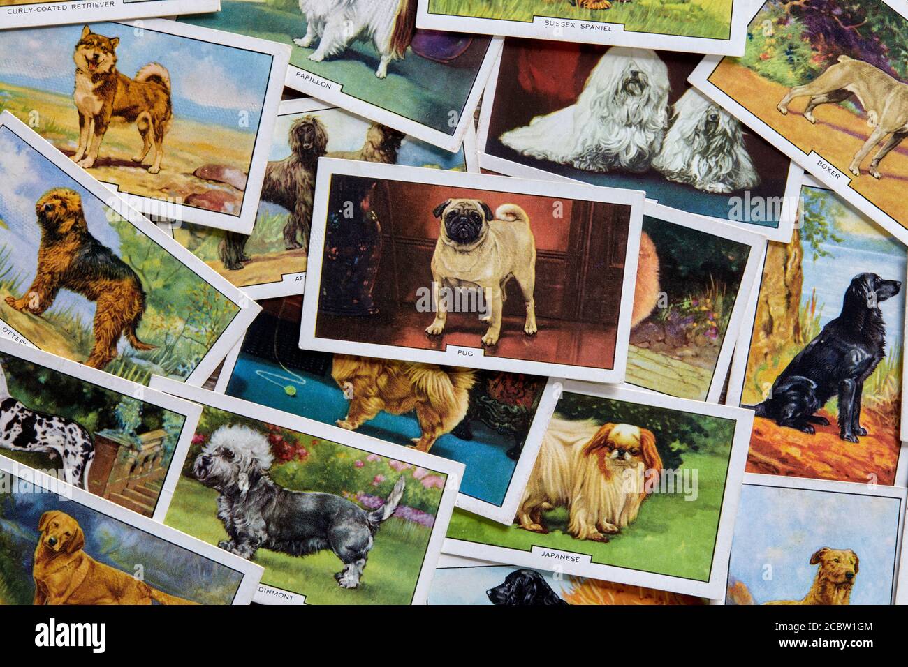 Hunde Zigarettenkartenset von Gallaher aus dem Jahr 1938. Stockfoto