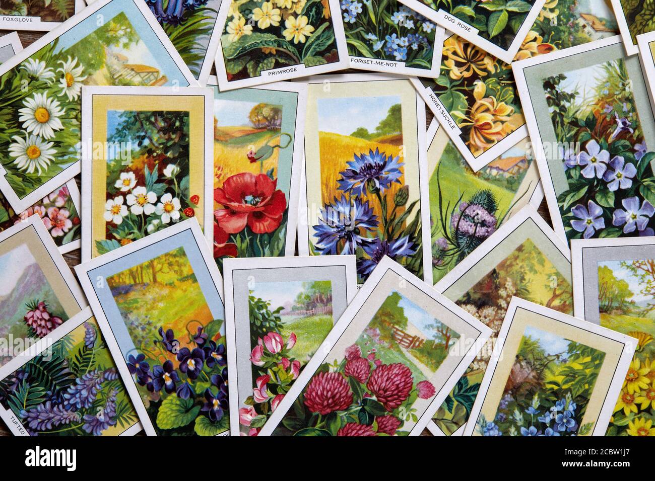 Wild Flowers Zigarettenkartenset von Gallaher aus dem Jahr 1939. Stockfoto