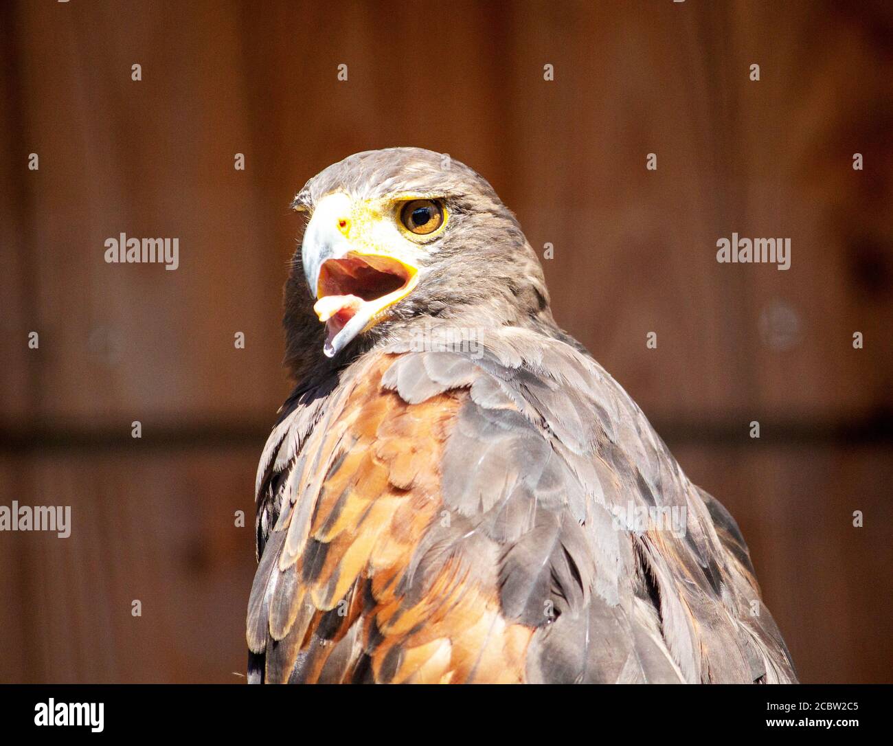 Blick auf einen Harris-Falken, Parabuteo unicinctus, früher bekannt als der Bay-geflügelte Falke oder Dunkelfalke, und in Lateinamerika als peuco bekannt Stockfoto