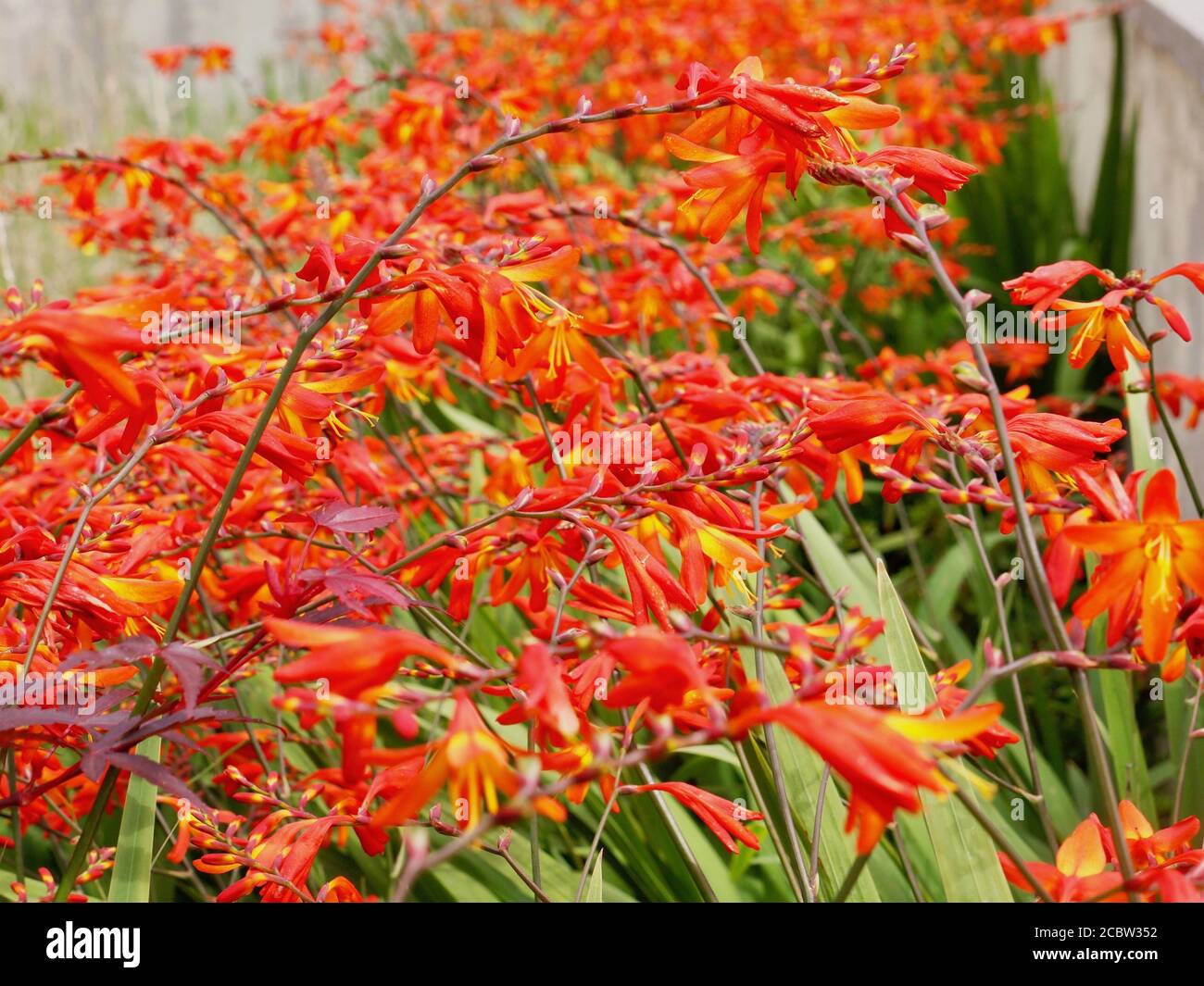 Montbretia in Blume, Wales Stockfoto