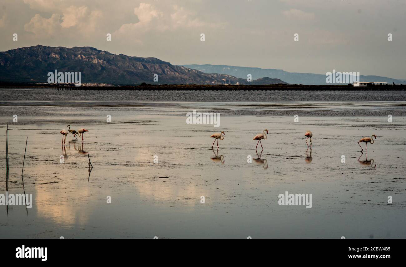 Flamingos im Naturpark Delta de l'Ebre in Tarragona, Katalonien, Spanien Stockfoto