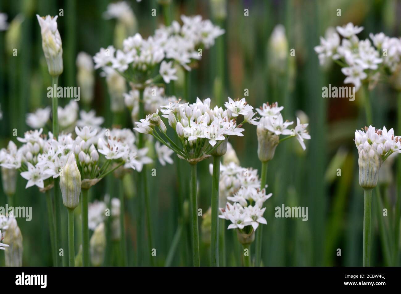 Chinesischer Schnittlauch aus Allium tuberosum Stockfoto
