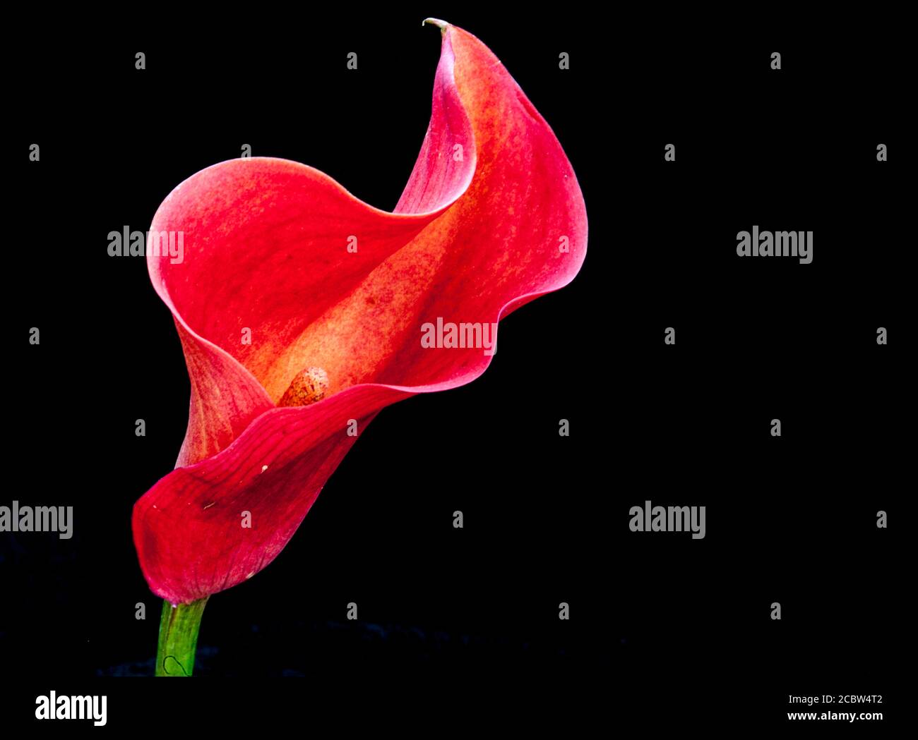 Calla Lily / Zantedeschia Studiobild einer roten Calla Lilie. Stockfoto