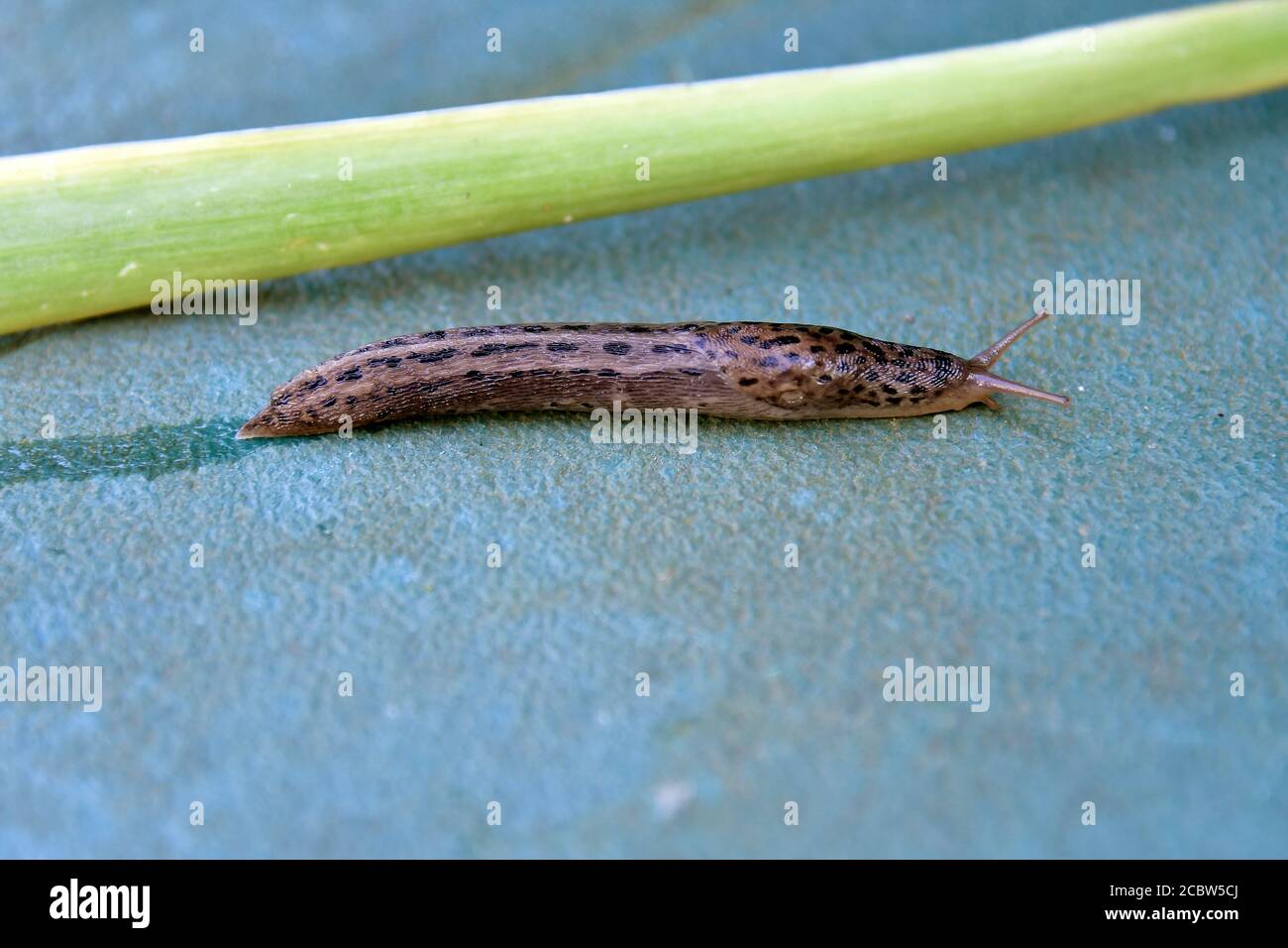 Österreich, Tigerschnecke ein nützliches Tier Stockfoto
