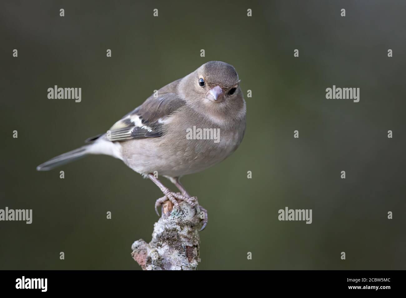 Buchfink, Weiblich, Garden Bird, Woodland Bird, Wales, Großbritannien Stockfoto