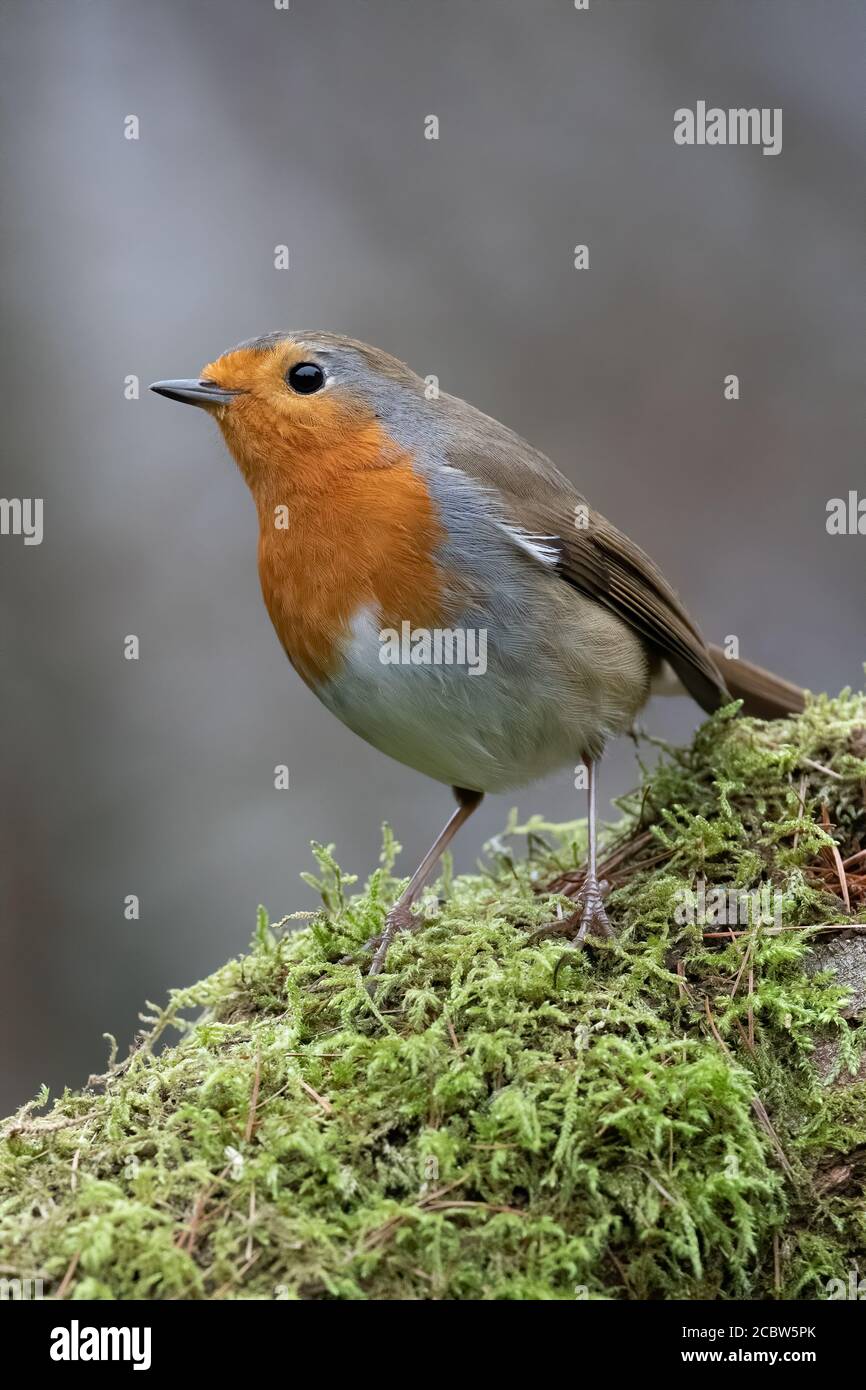 Robin auf einem moosigen Log Stockfoto