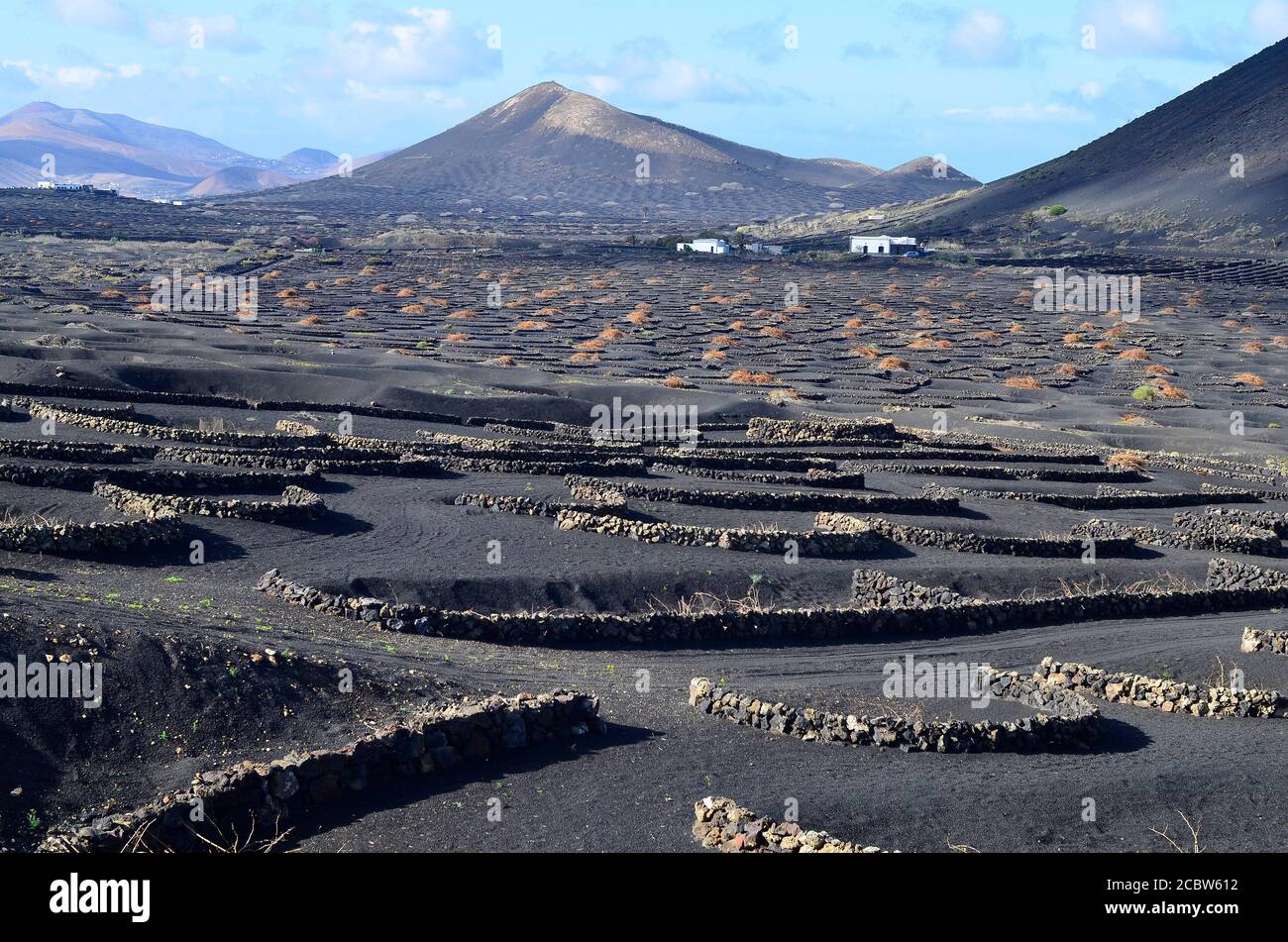 Lanzarote, Kanarische Insel, Wein anbau mit Wind Brüche in La Geria Stockfoto