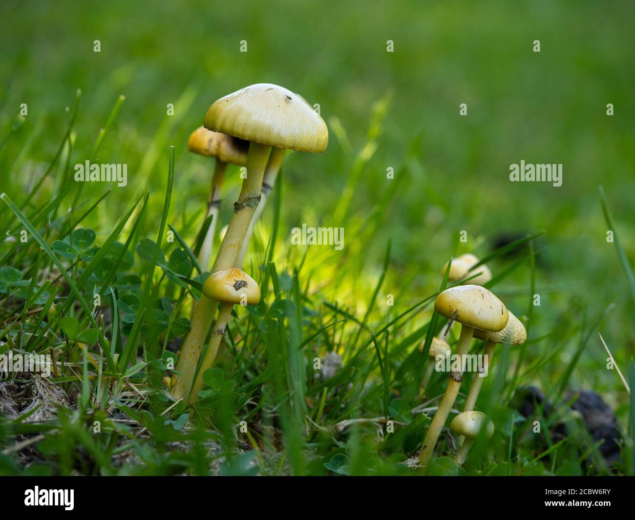 Eine Gruppe von magischen Pilzen, die friedlich auf schwedischem Ackerland wachsen. Stockfoto