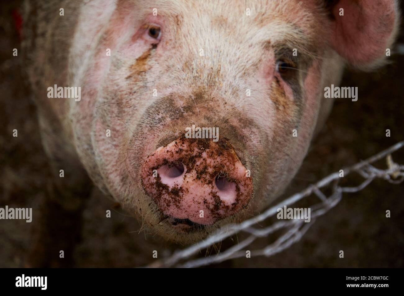 Nahaufnahme des Gesichts mit schmutziger Nase eines einheimischen weißen Schweins (Sus domesticus) in einem Schweinestall (Mallorca, Balearen, Spanien) Stockfoto