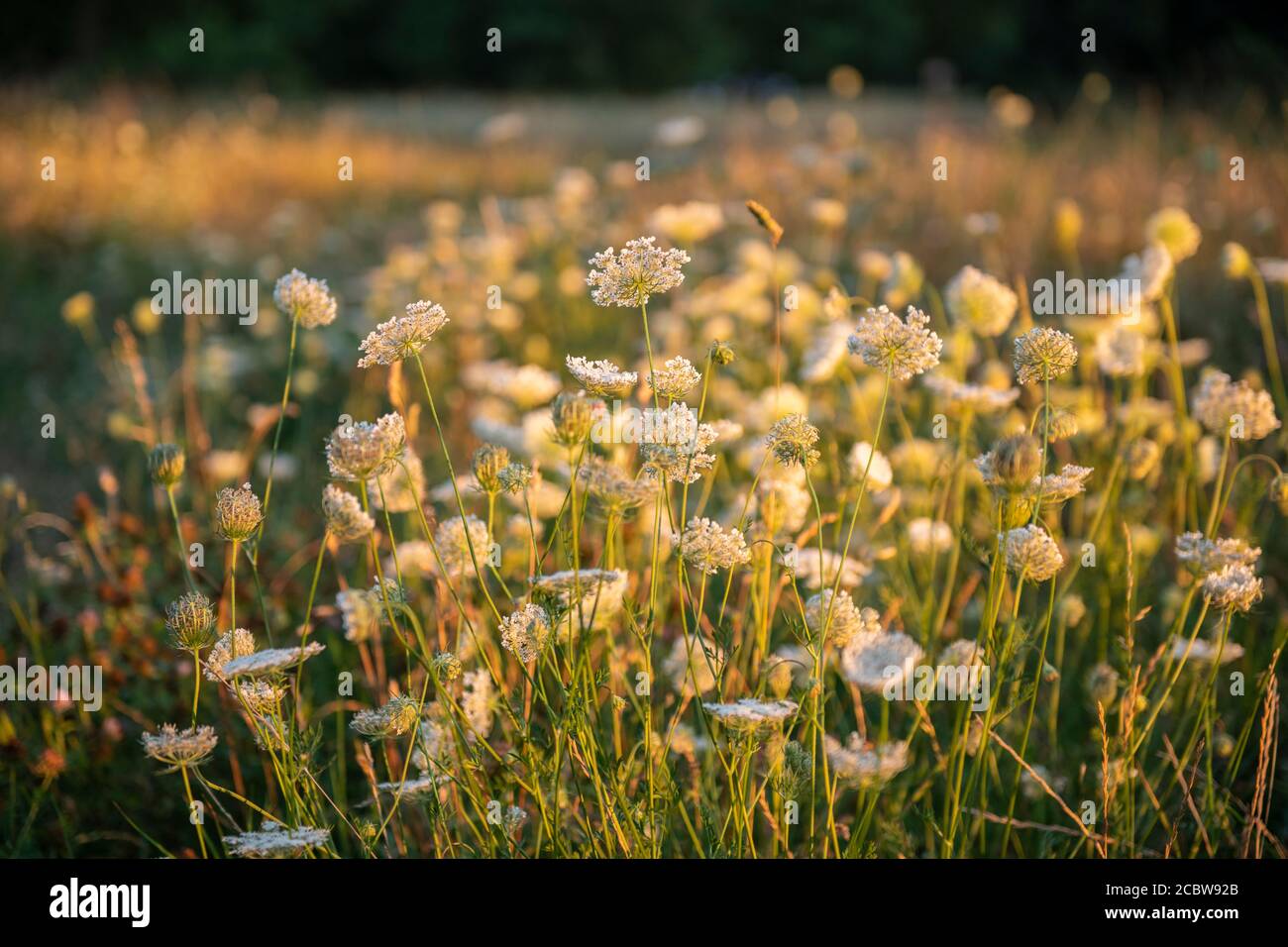 Kuh Petersilie in einem Londoner Park mit der untergehenden Sonne Hervorhebung der Blumen Stockfoto