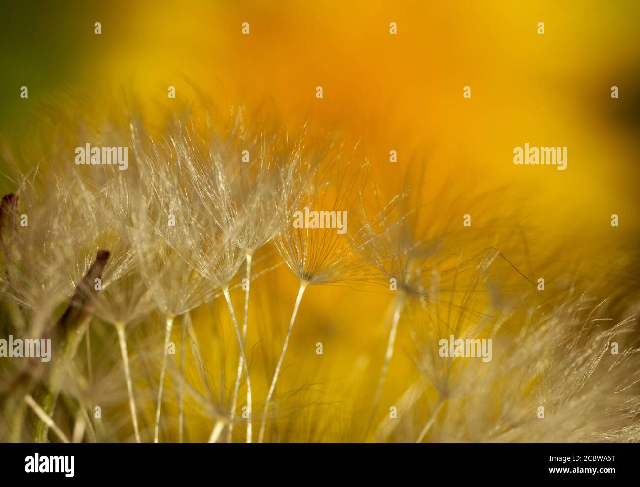 Nahaufnahme des Löwenzahns Stockfoto