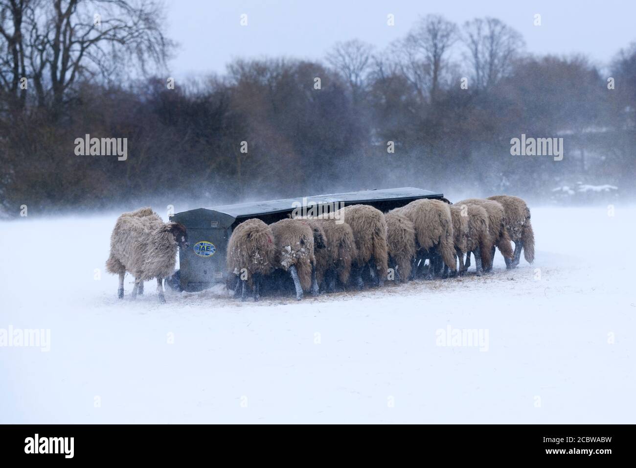 Kalten verschneiten Wintertag & hungrige Schafe im Schnee stehen (ausgesetzt windgepeitschten Feld) gesammelt rund Heuhaufen Essen Heu - Ilkley Moor, Yorkshire England Großbritannien. Stockfoto