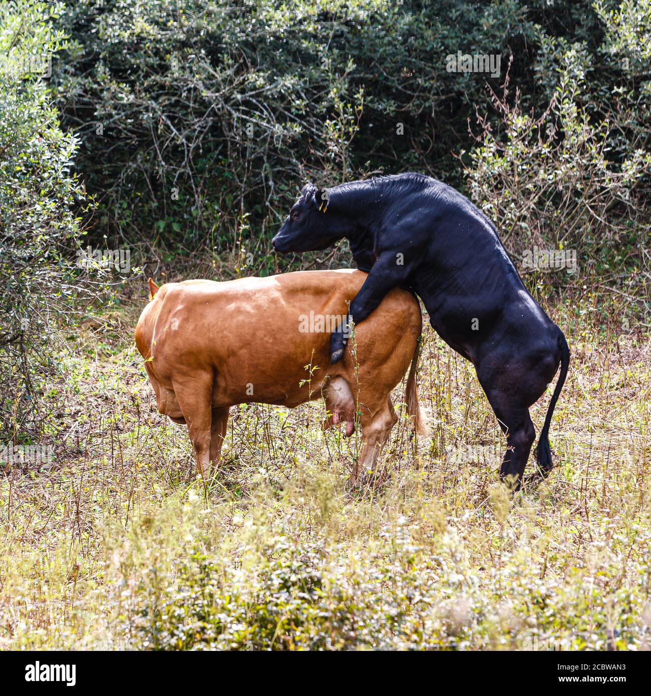 Rinder zur Paarungszeit Stockfoto