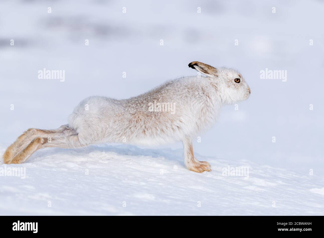 Schneehase (lepus timidus) auf voller Strecke auf Schnee Stockfoto