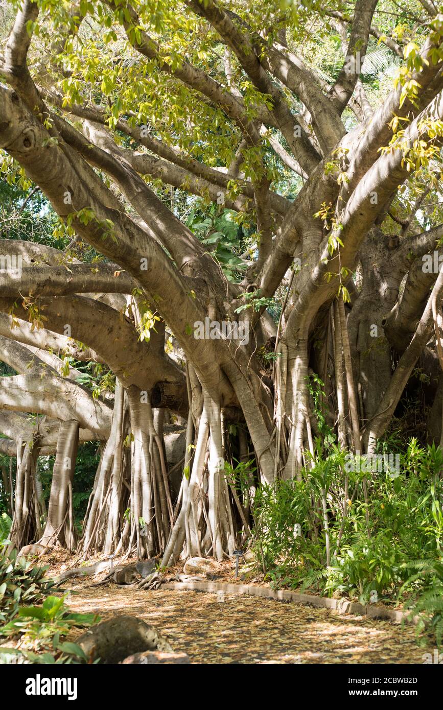 Giant Ficus virens oder weißer Feigenbaum in Blüte mit zahlreichen Luftwurzeln, Frucht ist essbar in Queens Gardens, Townsville Stockfoto