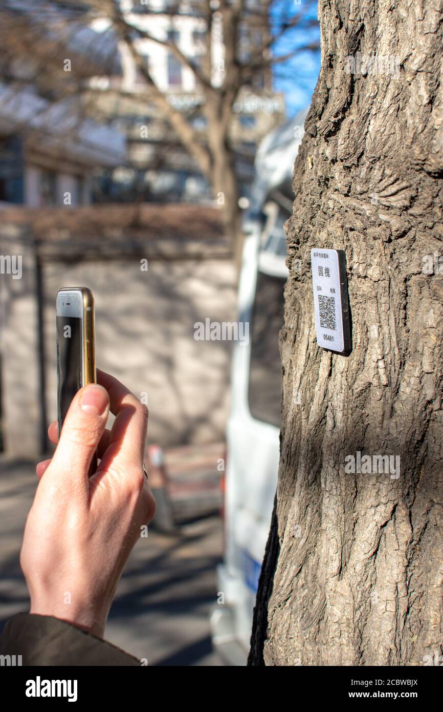 Tianjin / China - 14. Februar 2016: Smartphone scannt QR-Code auf einem Baum, um mehr über die Baumarte zu erfahren Stockfoto