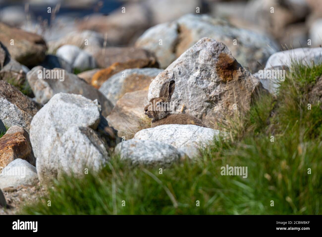 Berghase (lepus timidus) Schutz vor der Sonne zwischen Felsen in den schottischen Highlands Im Sommer Stockfoto