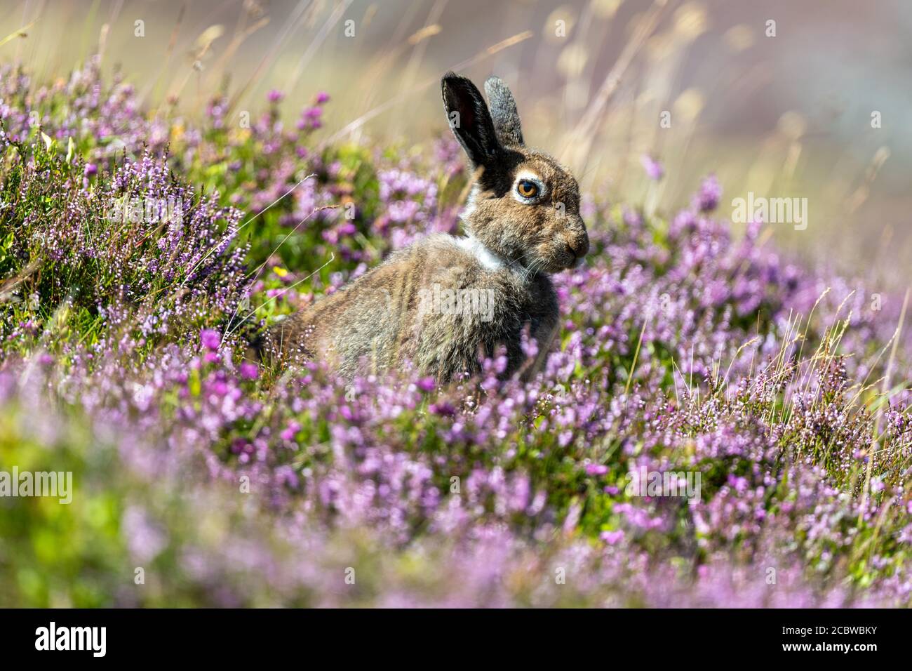 Berghase (lepus timidus) Im Sommer auf blühender Heidekraut bedeckter Moorlandschaft sitzen Stockfoto