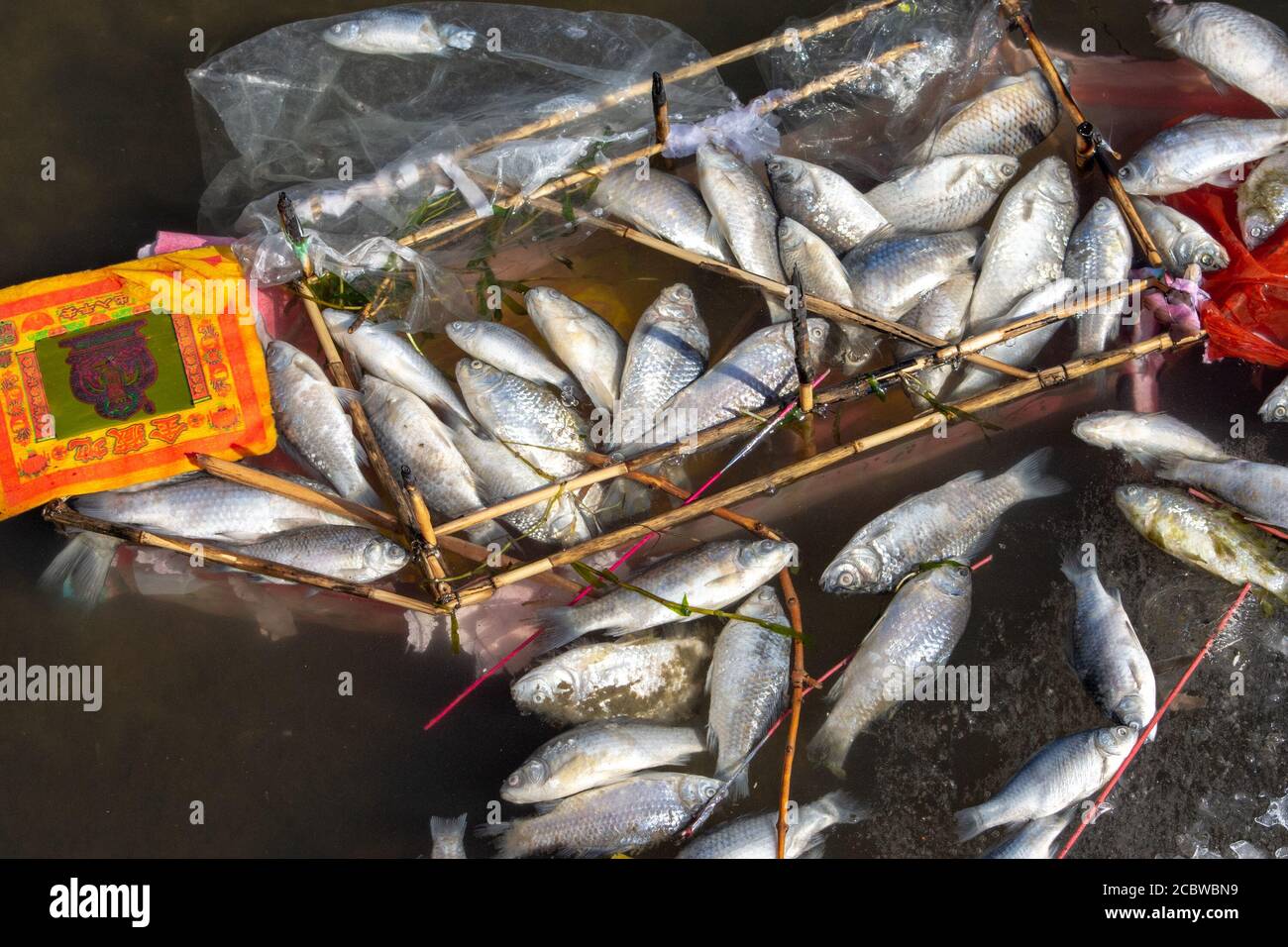 Tianjin / China - 14. Februar 2016: Toter Fisch schwimmt im Hai Fluss (Haihe) in Tianjin, China Stockfoto